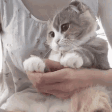 Cat Paw GIF - Cat Paw Licking GIFs