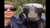 a man is holding a black goat wearing sunglasses and a chain around its neck .