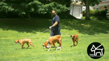 Danspetcare Dog Walker GIF - Danspetcare Dog Walker Dog Walking GIFs