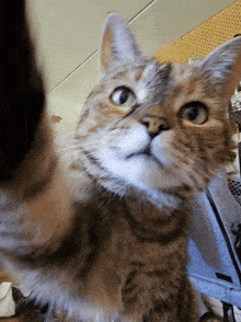 a close up of a cat taking a selfie with its paw