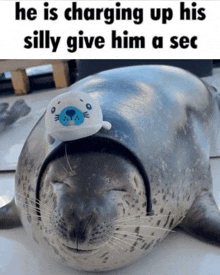 a seal with a stuffed animal on its head and a caption that says he is charging up his silly give him a sec