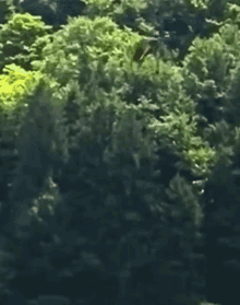 Cow Spinning Cows GIF - Cow Spinning Cows Helicopter Cow Spinning GIFs