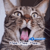 Cat Laughing Cats GIF