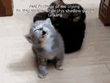 two cats are standing next to each other with a caption that reads real footage of me trying