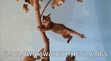Windy Cat GIF - Windy Cat Holding GIFs