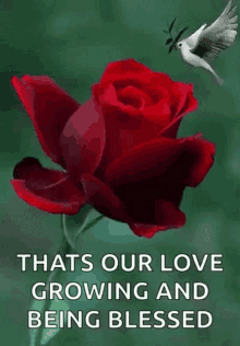 Rose Blessed And Growing GIF - Rose Blessed And Growing Love GIFs