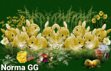 Conejos Rabbit GIF - Conejos Rabbit Bunny GIFs