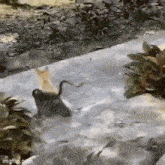 a cat is walking on a sidewalk next to a pond with plants .
