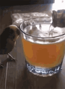 Bird Beer GIF - Bird Beer GIFs