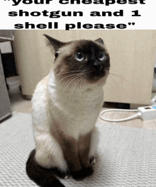 a cat sitting on a carpet next to a sign that says your cheapest shotgun and 1 shell please