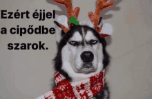 Ezértéjjel A Cipődbe Szarok Dog Christmas Funny GIF - Ezértéjjel A Cipődbe Szarok Dog Christmas Funny Vvv GIFs