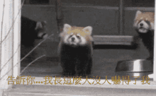 小熊貓 Red Panda GIF - 小熊貓 Red Panda Shocked GIFs