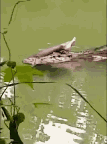 Man Eater Crocodile GIF - Man Eater Crocodile Graphic GIFs