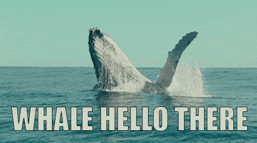 Hello GIF - Hello Hi Whale GIFs