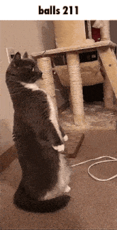 a cat is standing on its hind legs in front of a cat scratching post