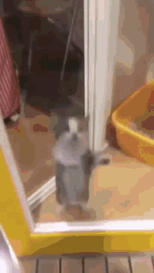 Cat Jump Rickroll GIF - Cat Jump Rickroll - Discover & Share GIFs