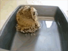 Bathtime For Owl GIF - Owl Peabody Bathtime GIFs