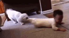 Dogs Funny Animals GIF - Dogs Funny Animals Babies GIFs