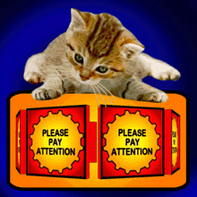 Please Pay Attention Listen To Me GIF - Please Pay Attention Listen To Me Kitten GIFs