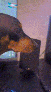 Pablo Dog GIF - Pablo Dog Weiner Dog GIFs