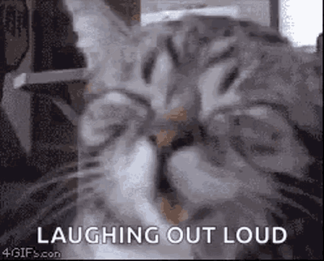 Cat Hilarious GIF - Cat Hilarious Funny - Discover & Share GIFs