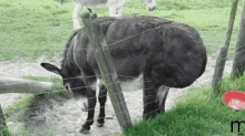 Donkey Ass GIF - Donkey Ass Fanny GIFs