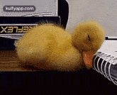 sleeping ducky anim night duck sleep kulfy