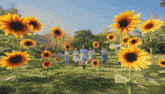 a group of people in a field of sunflowers