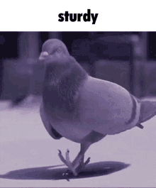Sturdy Pigeon Sturdy GIF - Sturdy Pigeon Sturdy Pigeon GIFs