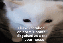 Cat Bomb GIF