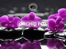 Plastic Orchid Pot Pots GIF - Plastic Orchid Pot Orchid Pot Pots GIFs