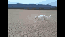 Borzoi Dog GIF - Borzoi Dog Running GIFs
