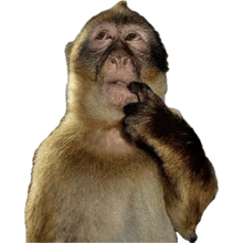 a close up of a monkey with a hand on its chin