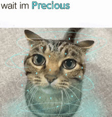 Precious Cat GIF - Precious Cat GIFs