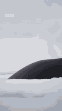 Spyhopping Orca GIF - Spyhopping Orca GIFs