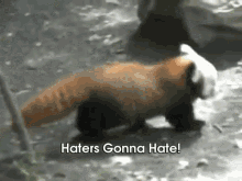 a red panda says haters gonna hate while walking on the ground