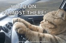 a cat driving a car with the words hold on almost there on the bottom