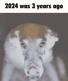2024 Was 3 Years Ago 2024 Was 3 Years Ago Dog GIF - 2024 Was 3 Years Ago 2024 3 Years Ago GIFs