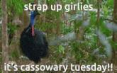 a picture of a cassowary with the caption strap up girlies it 's cassowary tuesday !