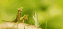 Praying Mantis Kicked GIF - Praying Mantis Kicked Push GIFs
