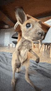 a baby kangaroo is standing on its hind legs and looking at the camera