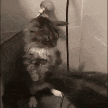 GIF