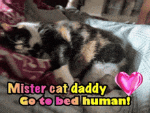 a calico cat is laying on a bed with the words mister cat daddy go to bed human above it