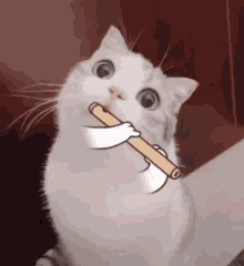 GIF