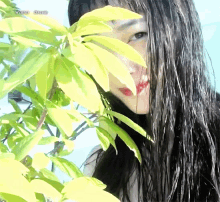 a woman 's face is behind a plant with the words winter dream written above her