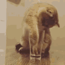 Drinks Cats GIF