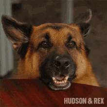 Im Listening Rex GIF - Im Listening Rex Hudson And Rex GIFs