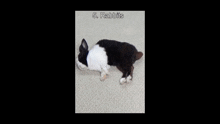 Rabbit Cute Rabbit GIF - Rabbit Cute Rabbit Tic Tac GIFs