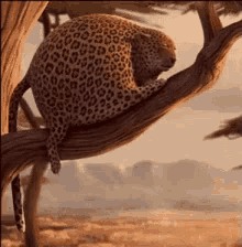 Leopard Tree GIF - Leopard Tree Fall GIFs
