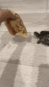 Turtle Pancakes GIF - Turtle Pancakes Blini GIFs